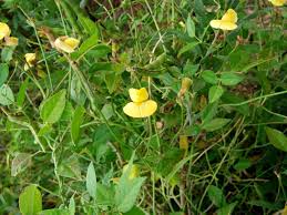 Image result for Decorsea schlechteri