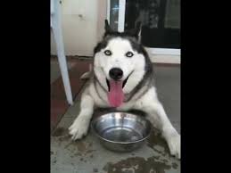 A hypoplastic trachea is a genetic. Husky Drinking Too Much Water Youtube