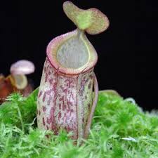 Image result for Nesaea spathulata
