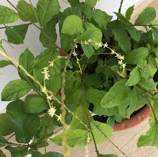 Image result for Petiveria