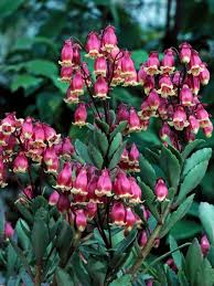 National Flowers Of The World Hgtv Gardens Bitki Cicek Doga