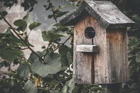 Image result for Flyte Blackbird Nest Box