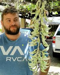 Image result for Impatiens zombensis