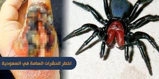 اخطر الحشرات السامة في السعوديه بالصور Insects