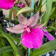 Image result for Ochna richardsiae