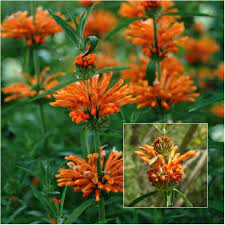 We did not find results for: 6 Orange Flowers Hoselink