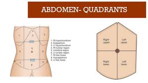 .upper left and right abdominal quadrants and are part of the urinary system. Diagram Quadrants Of The Abdomen Aflam Neeeak