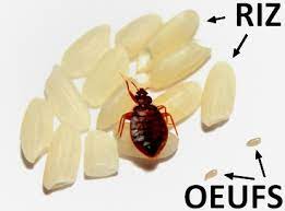 Les punaises de lit se multiplient très rapidement : Les Oeufs De La Punaise De Lit Taille Photos