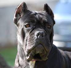 Bellissima Cane Corsos Cane Corso Breeder Tennessee Cane Corso Puppies Available Cane Corsos Cane Corso Dog Cane Corso Puppies Cane Corso