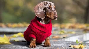 ~loving puppy ~ miniature aca piebald dachshund puppy born october seventeenth. Dapple Dachshund Welcome To The Sausage Dog World