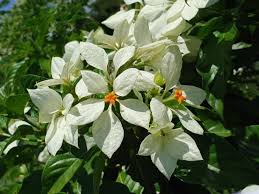 Image result for Mussaenda