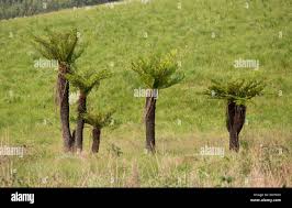 Image result for Cyathea dregei