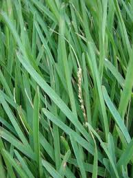 Image result for Stenotaphrum dimidiatum