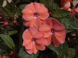 Image result for Impatiens sylvicola