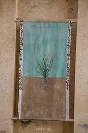 Image result for Microchloa altera