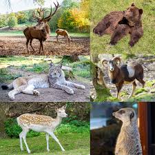 Der vatertag wird in deutschland jedes jahr an christi himmelfahrt gefeiert und ist damit ein gesetzlicher feiertag. Nrw Archive Eifelpark Gondorf Tierpark Und Freizeitpark Eifel Rlp
