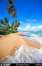 paradise beach in praia do forte salvador de bahia state brazil cidade salvador brasil turismo salvador bahia praias