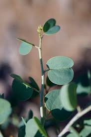 Image result for Adenolobus pechuelii