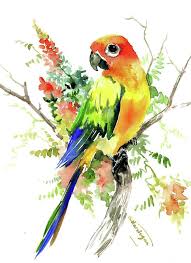 Sun Conure Parakeet By Suren Nersisyan 2020 Kus Sanat Kus Cizimleri Muhabbet Kuslari