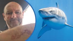 Forget jaws and the great white sharks. Surfer 60 Sees Off Great White Shark With Punch In Eye World The Times