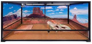 We did not find results for: 12 Best Bearded Dragon Tanks With Reviews Pet Care Advisors