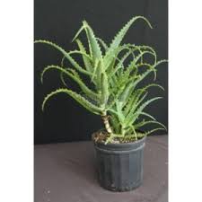Image result for Aloe arborescens × inyangensis