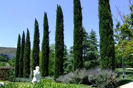 Image result for Cupressus sempervirens