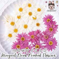 Check spelling or type a new query. Buy 6pcs Margaret Dried Pressed Flower Daisy Pressed Flowers Resin Ab Glue Diy Phone Decor Decoration Handcraft çŽ›æ ¼ä¸½ç‰¹å¹²èŠ±åŽ‹èŠ±æ»´èƒ¶æ‰‹æœº Seetracker Malaysia