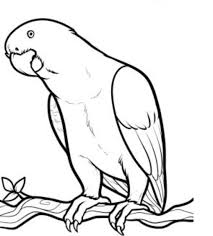 Parrot Drawing With Pencil Step By Step Animal Vista In 2021 Animal Coloring Pages Colorful Drawings Bird Coloring Pages