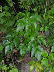 Image result for Lefebvrea grantii