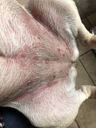 My Dog Developed Hives On Wednesday Took To Vet Given Prednisone And Benadryl Said Allergic Reaction To Something Bathed Her Friday Petcoach