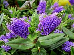 Image result for shrubby veronica hebe