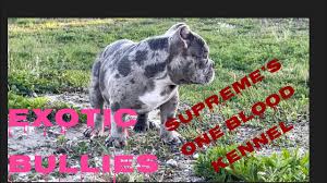 Exotic Nano Bully puppy - YouTube