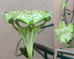 Image result for Ceropegia rendallii