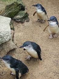 Fairy Penguins Australia Australia Animals Penguins Cute Wild Animals