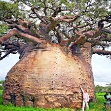 Image result for Adansonia digitata