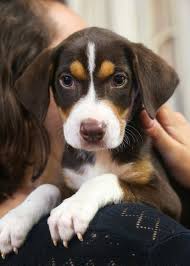 Lucky labs rescue, located in charlotte, nc, was founded by two really passionate ladies that were volunteers for other rescues for years before. Dogs And Puppies For Adoption Brother Wolf Ashville Nc