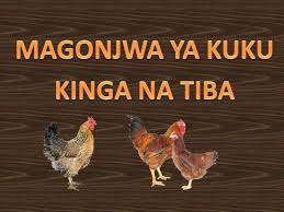 Image result for ufugaji kuku wa kienyeji