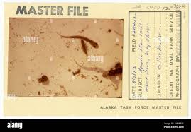 Aquatic life - snail, insect larva, baby char. Alaska Task Force  Photographs Stock Photo - Alamy