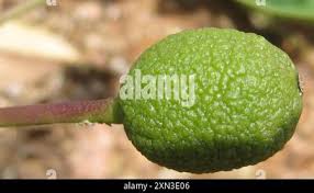 Image result for Maerua juncea