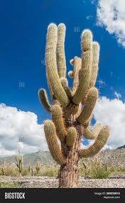 The saguaro grows arms or lateral stems but it may take up to 75 years to produce the first one. Big Cardon Cactus Image Photo Free Trial Bigstock
