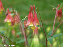 Pin On Part Shade Five Native Flowers Plant Nova Natives