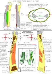 Planche 4 Le Radius Source Boutillier Et Outrequin 2004 Human Anatomy Anatomy Learn English