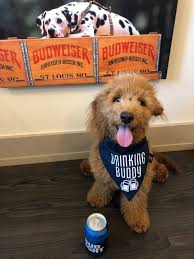 Drinking Buddy Dog Bandana Tails Up Pup Dog Bandana Puppy Bandana Funny Dog Clothes