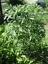 Image result for Cussonia spicata