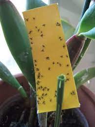 Fungus Gnats Live In Potting Soil And Love Your Houseplants Aloe Vera Plant Indoor Fungi Aloe Vera Plant