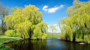Indeed, during his lifetime he made a poison tree, as you've probably figured out by now, appears in songs of experience. Willow Bark Nature S Aspirin