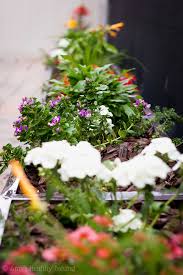 Shade flowers for planter boxes. Good Plants For Planter Boxes In San Diego Amy S Healthy Baking
