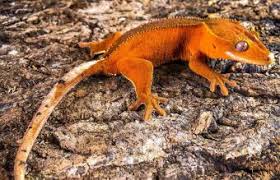 Llll➤ hundreds of printable gecko coloring pages and books. Crested Gecko Name Ideas Lovetoknow