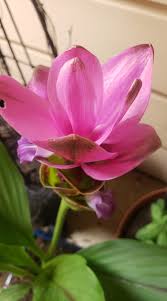 Image result for Adenia lewallei